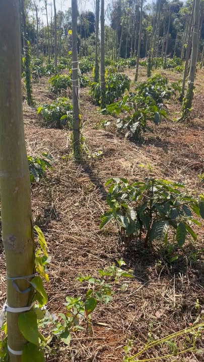 Farm Đắk Hòa Đắk Song 3.240m² 950 triệu - Sổ đỏ chính chủ