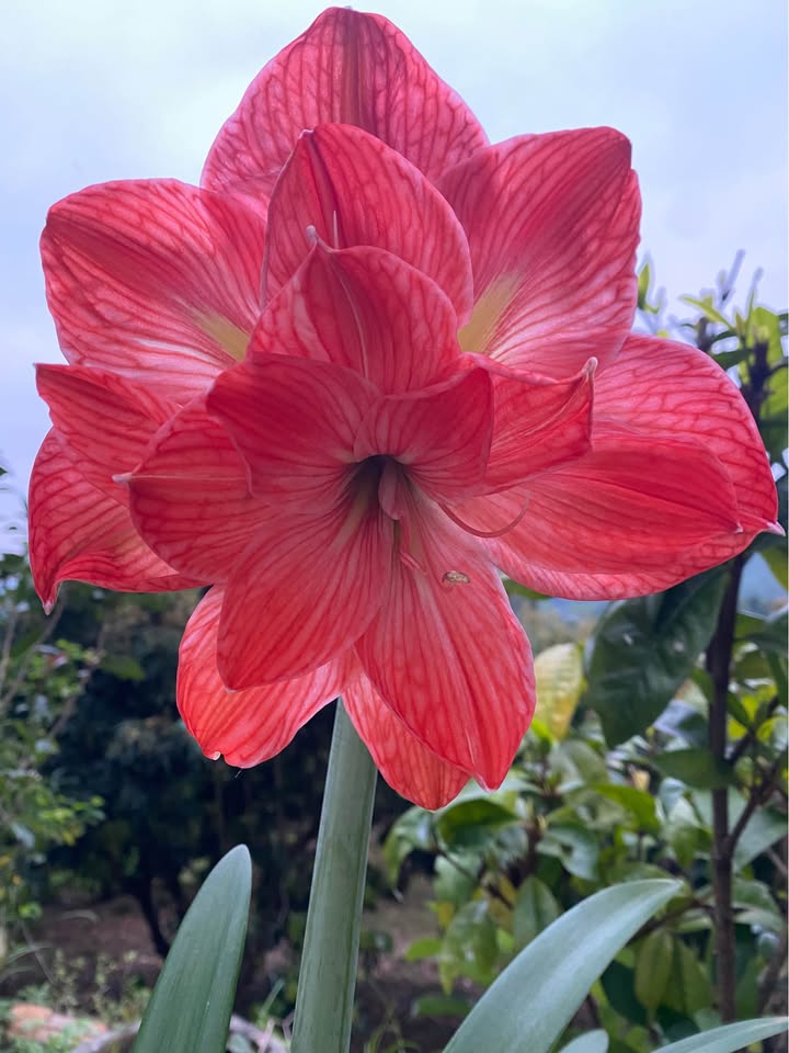 Đất nền Quang Trung Hà Giang 145m² 250 triệu - Sổ đỏ chính chủ