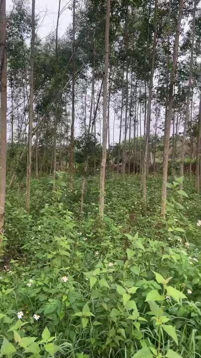 Đất Vườn Nghỉ Dưỡng 11000m² Phường Chũ, Bắc Giang - Sổ Đỏ Rõ Ràng