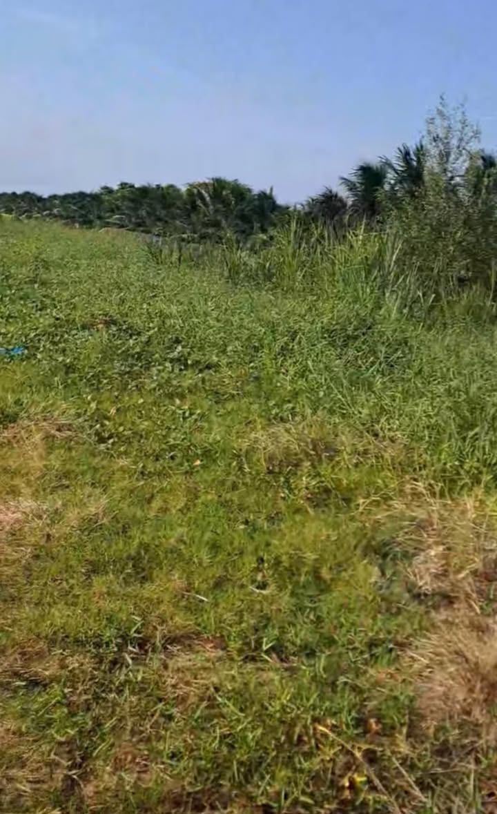 Bán Gấp Đất Vườn 7500m² An Bình Tây, Bến Tre - Giá 2.2 Tỷ