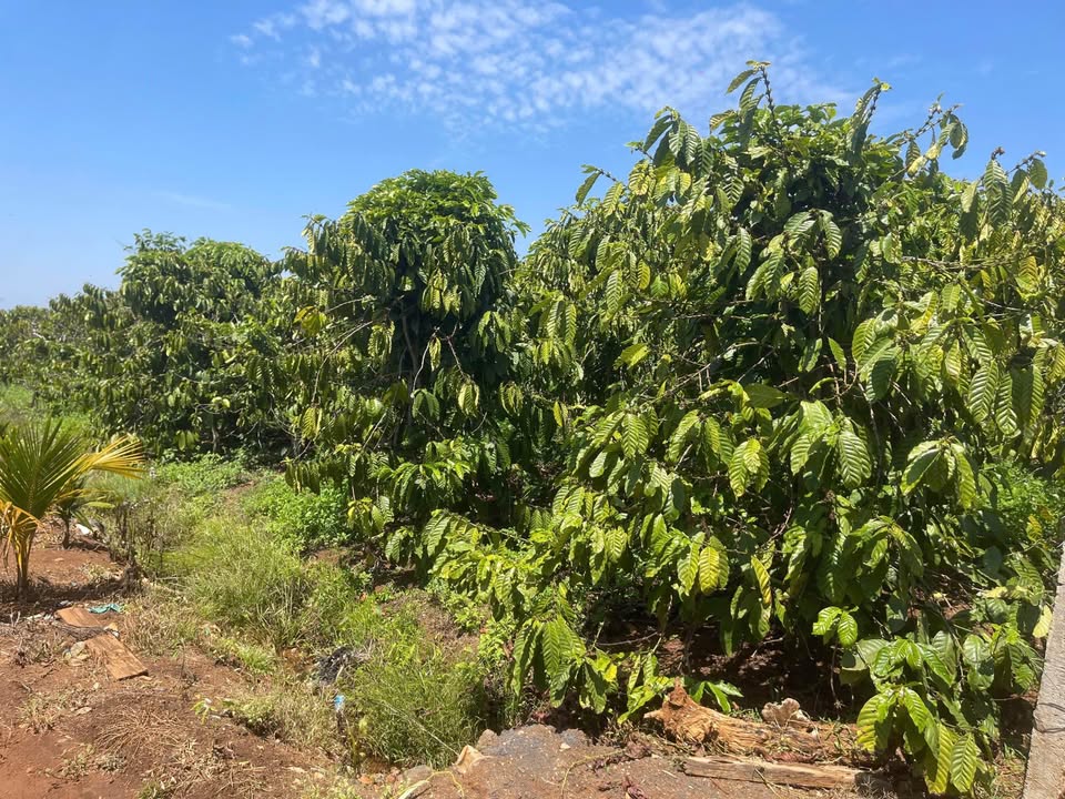 Đất nền Di Linh - 1800m² MT đường đất, giá 2.35 tỷ - Sổ đỏ sẵn sàng