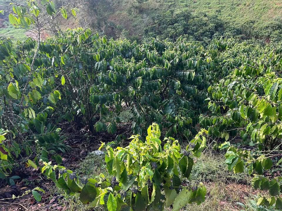 Bán gấp 1.2ha Cà Phê Kinh Doanh Lộc Phú, Bảo Lâm - Dòng Tiền Ổn Định