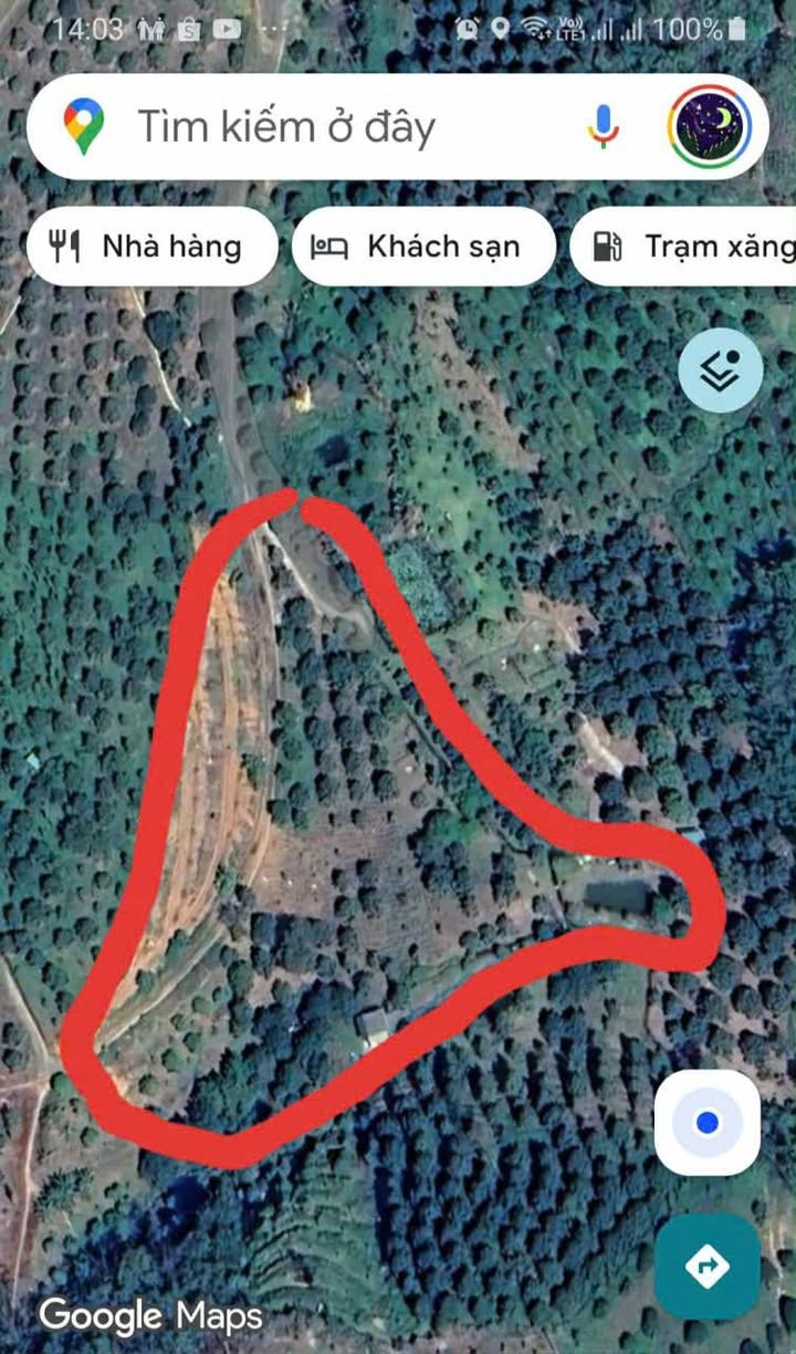 Bán Đất Vườn Sầu Riêng 8800m² Tại Đạ M'ri, Đạ Huoai - Thu Hoạch Mạnh, Giá 2.3 Tỷ