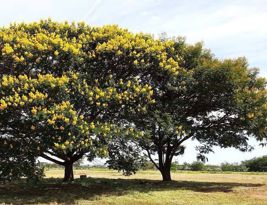 Bán Đất Vườn Lâm Đồng 32.000m² - Tiềm năng Du lịch, Nông nghiệp CNC