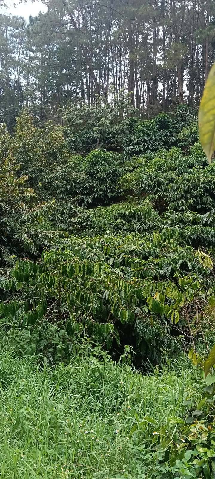 Bán Đất Vườn Xã Hòa Bắc Di Linh 2448m² - 30 Cây Sầu Riêng Ri6