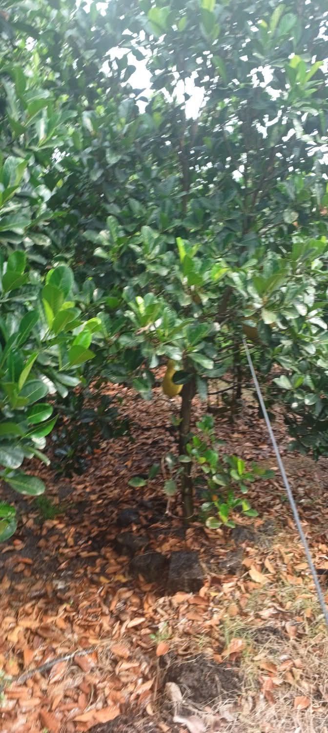 Đất nền Phú Lâm Đồng Nai 1440m² 1.3 tỷ - Sổ đỏ chính chủ