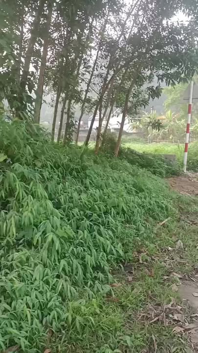 Đất nền Khối 1 Tân Kỳ 175m² 1.6 tỷ - Sổ đỏ chính chủ