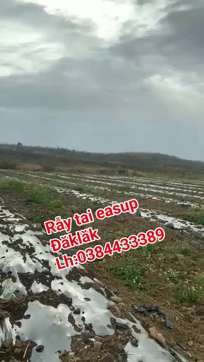 Farm Ea Lê Đắk Lắk 5ha/850 triệu - Tiềm năng tăng giá