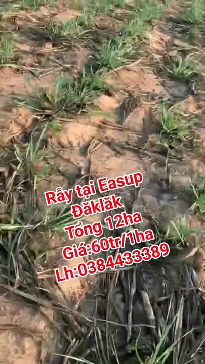 Bán Gấp 1.2ha Đất Rẫy Chuyên Trồng Mía Tại Ea Súp, Đắk Lắk - Sẵn Sàng Kinh Doanh