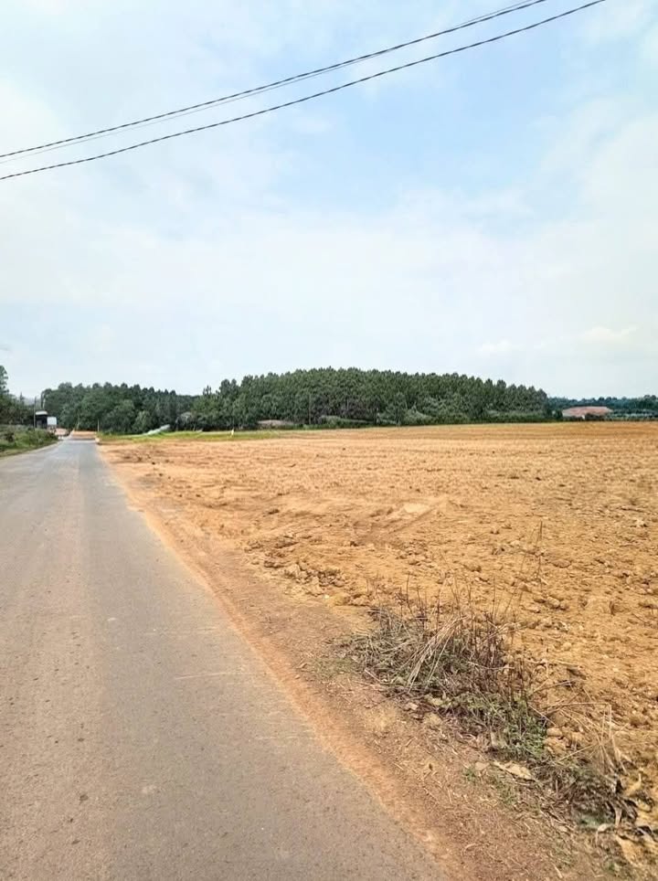 Đất Nền Đồng Phú Bình Phước - 200m² Sổ Sẵn Giá 239 Triệu