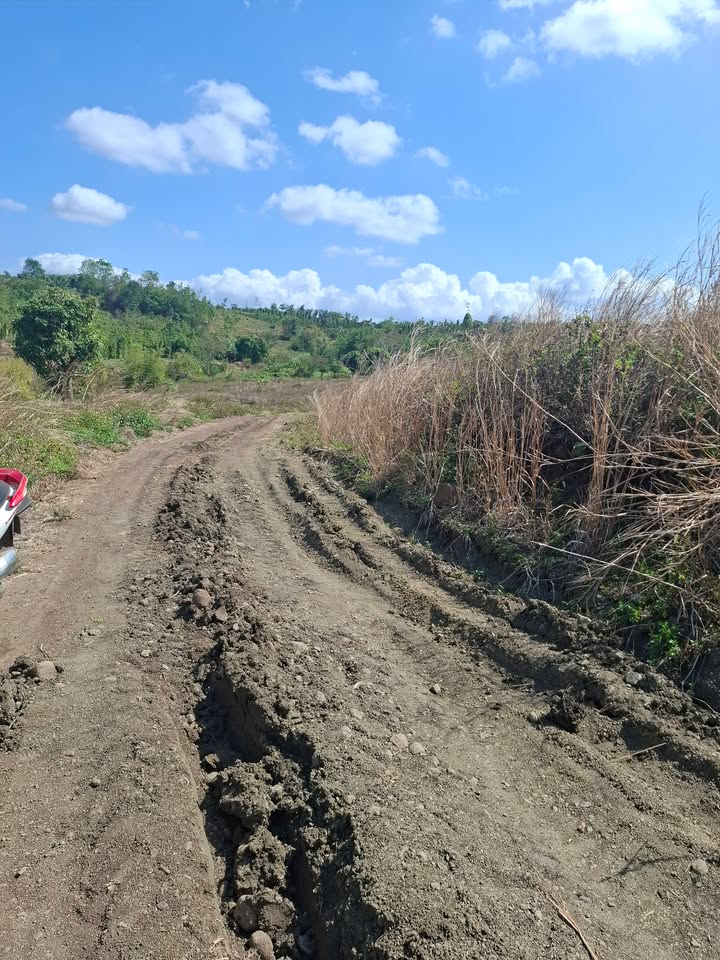 Bán Gấp Đất Vườn Lâm Đồng 3600m² - Giá Rẻ Đầu Tư