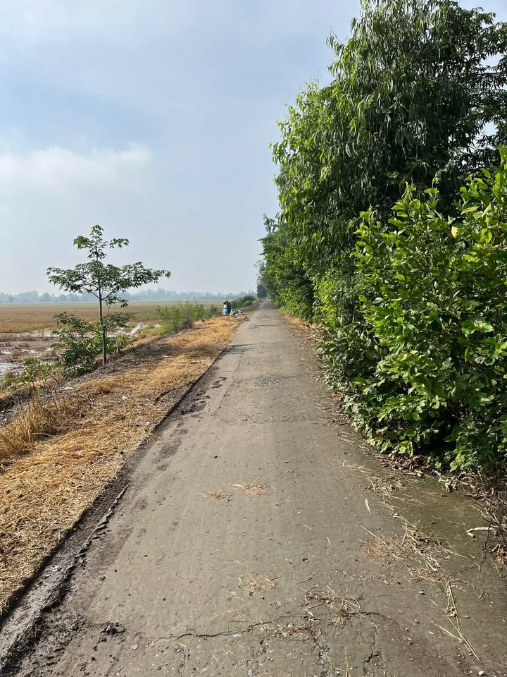 Đất Bình Thạnh Trung Lấp Vò 10.477m² giá 3,65 tỷ - Sổ đỏ chính chủ