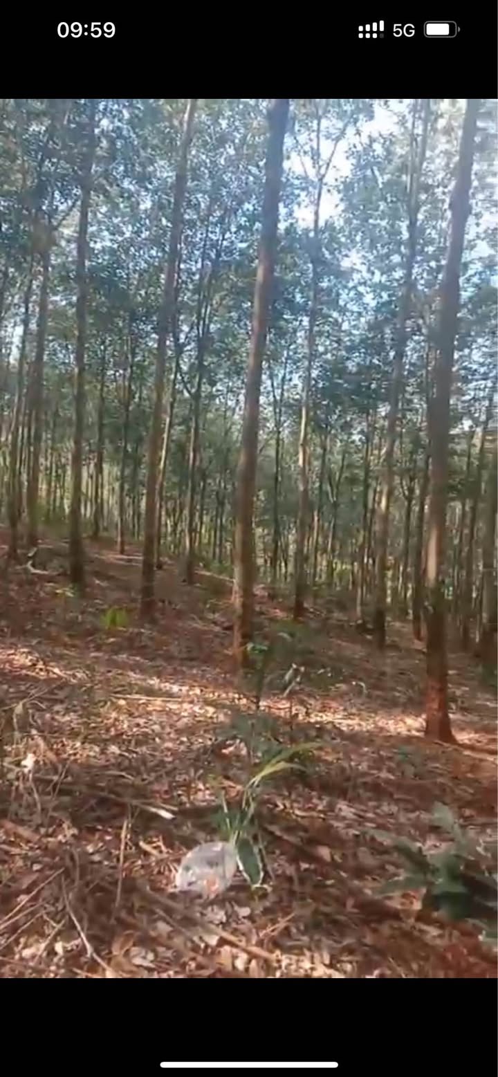 Đất nền Tân Lợi Đồng Phú 1.75ha 1.95 tỷ - Đường to ô tô