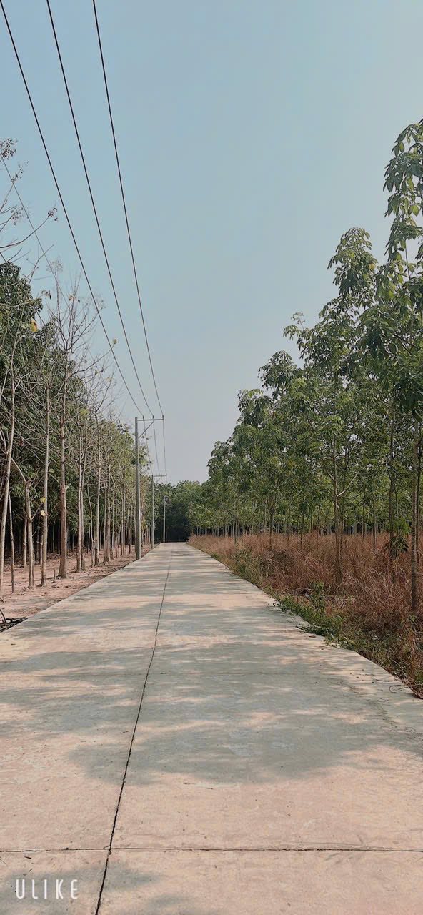 Bán Gấp Đất Vườn 8000m² Suối Ngô, Tân Châu - Mặt Tiền Pêtông, Giá Tốt