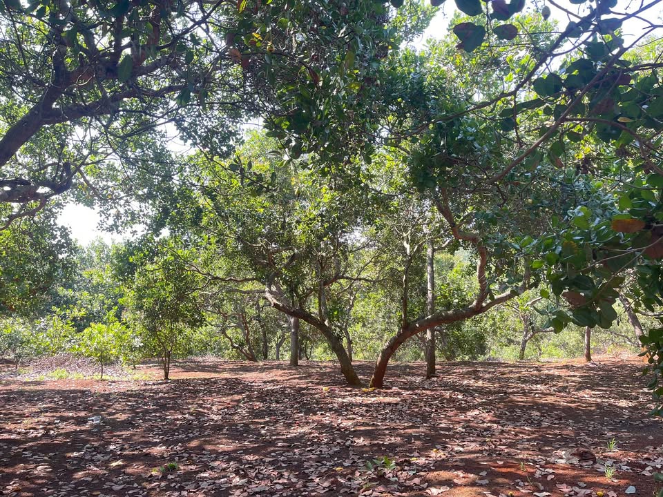 Đất nền Nghĩa Trung 1,8ha giá 3,1 tỷ - Sổ đỏ chính chủ