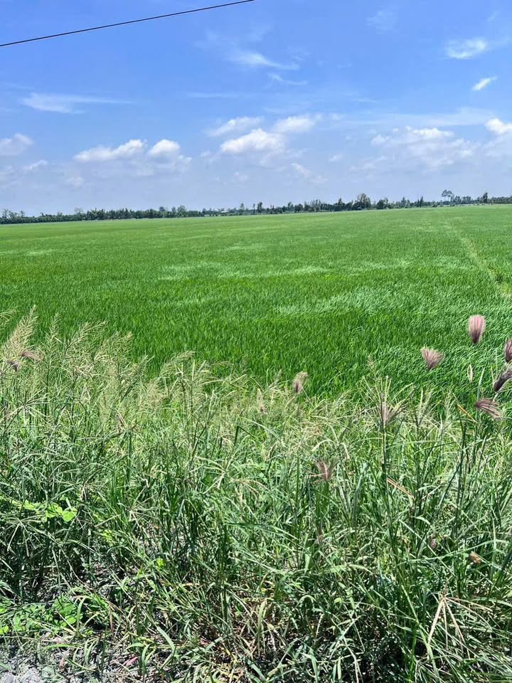 Bán Gấp Đất Vườn 26000m² Mặt Tiền Sông Lớn Đồng Tháp - Giá Đầu Tư 6.1 Tỷ