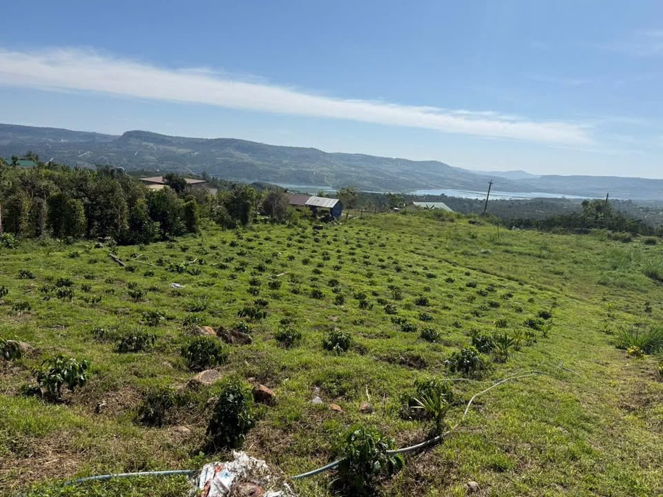 Đất vườn Tân Thượng Di Linh 16.000m² 14.22 tỷ - Sổ đỏ chính chủ