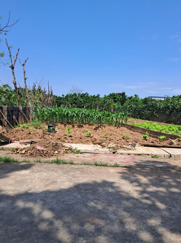 Đất nền An Bài Bình Lục 173m² giá hơn 1 tỷ - Đất thổ cư 100%