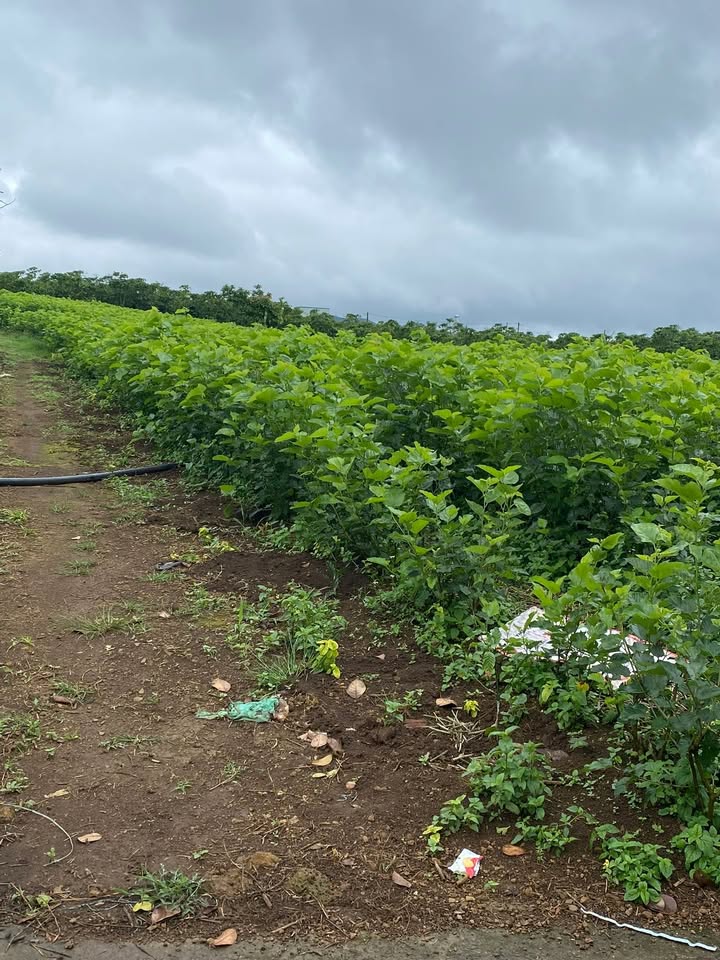 Bán Gấp Đất Vườn Lộc Tân 4700m² - Trồng Dâu, Cafe - Giá 2.4 Tỷ