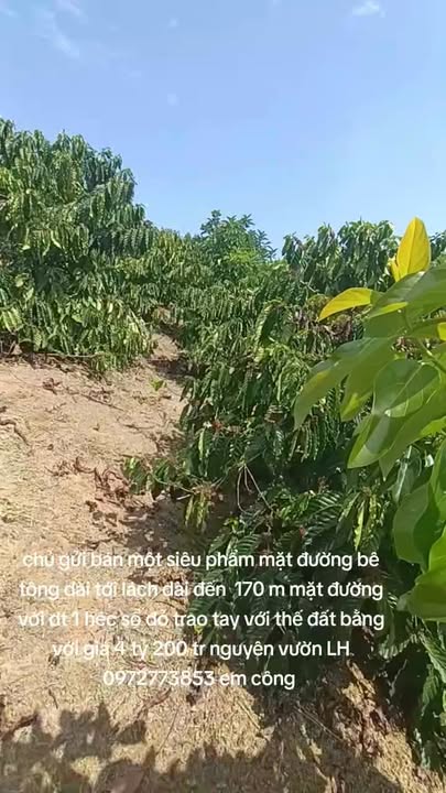 Bán Đất Vườn Cafe 10.000m² Đạ Tẻh, Lâm Đồng - Giá 4.2 Tỷ