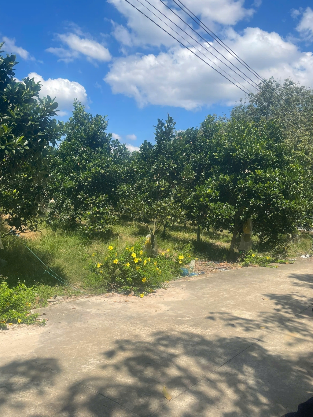 Đất nền 1500m² mặt tiền đường nhựa 32m tại Tân Uyên - Đầu tư sinh lời cao!