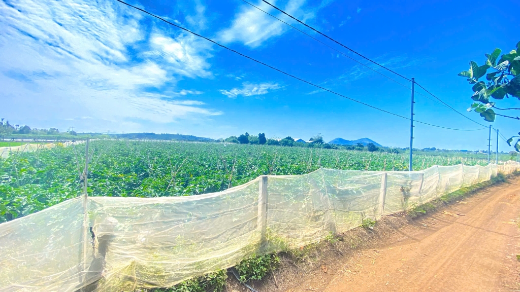 Đất nền 6 sào N Thôn Hạ, Đức Trọng Lâm Đồng - Cơ hội đầu tư hấp dẫn!