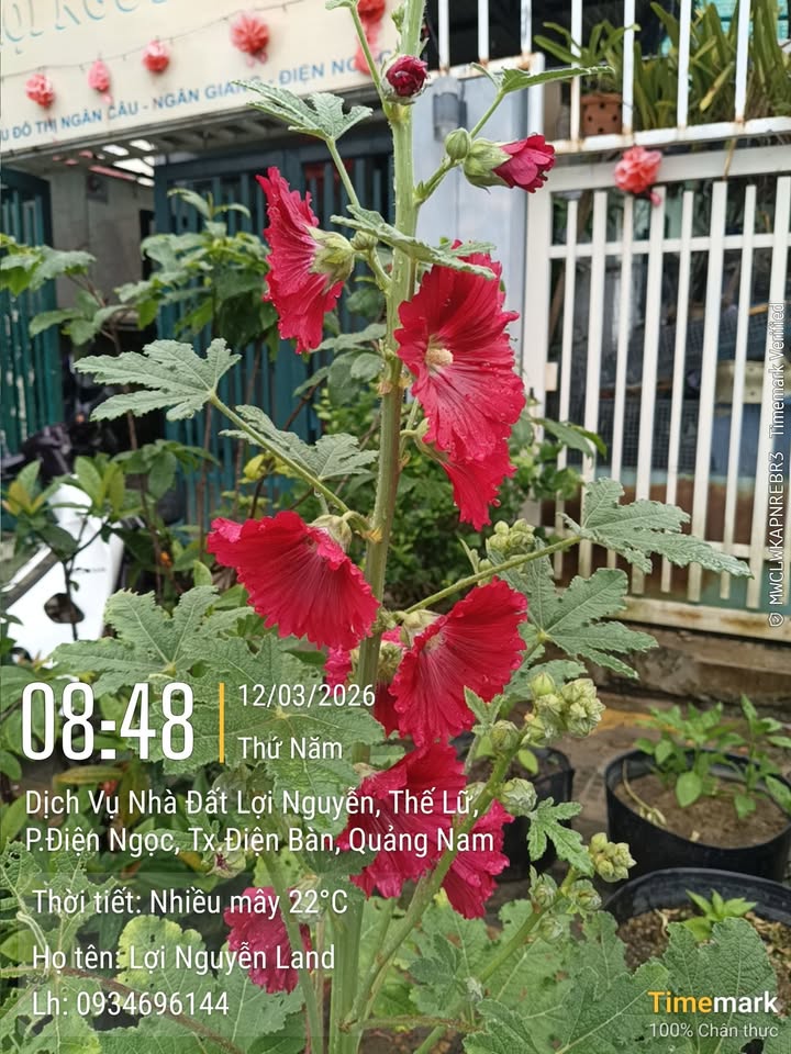 Bán nhà 4 tầng mặt tiền Nguyễn Lâm, Sơn Trà - 110m² - 13 tỷ