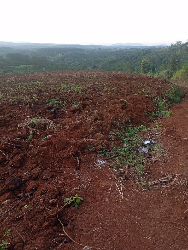 Bán 1.8 Hécta Đất Đỏ Buôn Đôn - Giá 3 Tỷ, Sẵn Sàng Đầu Tư