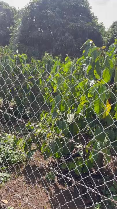 Bán Gấp Farm 21600m² Đắk Lắk - Cà Phê, Cau, Vải - Giá Tốt 1.82 Tỷ