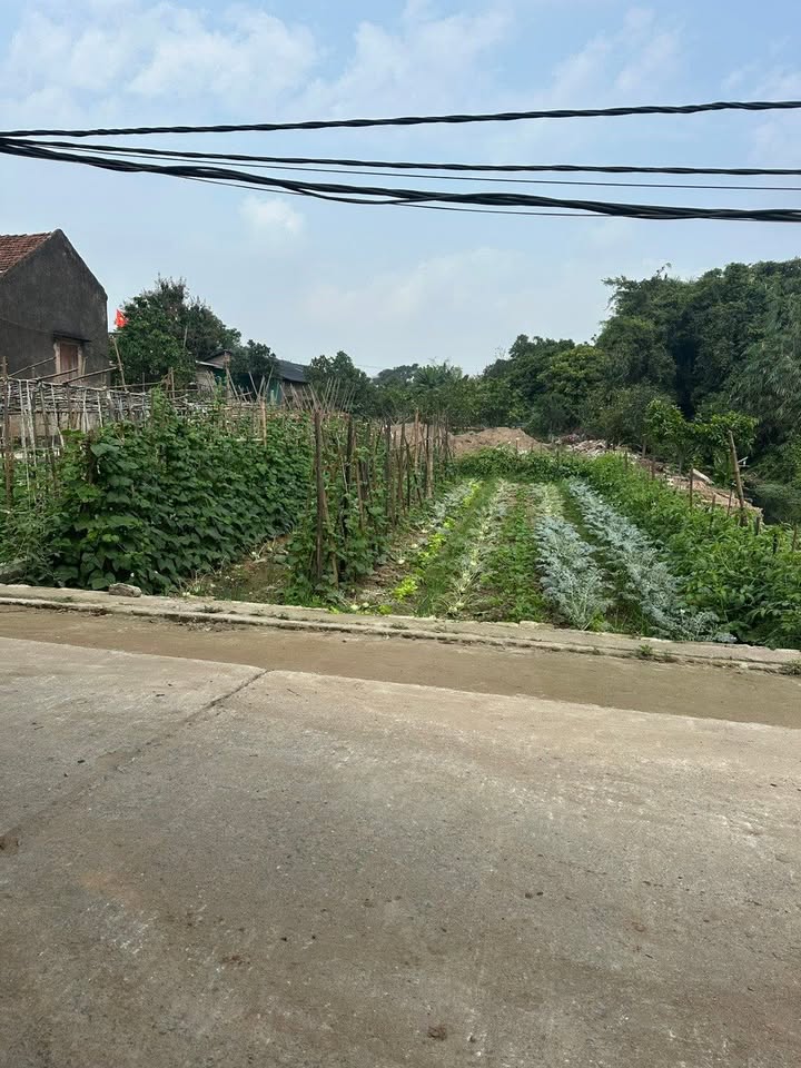 Đất Thống Nhất Thường Tín 105m² - Sổ Đỏ Vuông Vắn, Đường Thông Thoáng