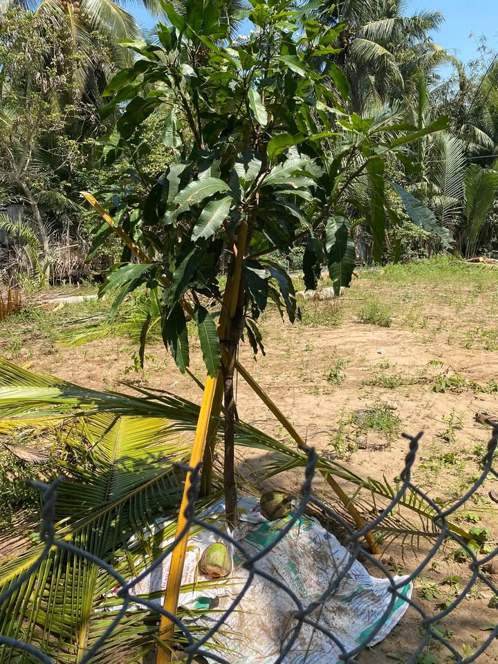 Nhà Cấp 4 50m² Đường Công Lý, Bến Tre - Giá 650 Triệu