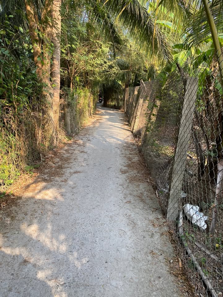 Bán Đất Vườn Dừa Xiêm 1500m² Bến Tre - Sổ Đỏ Rõ Ràng