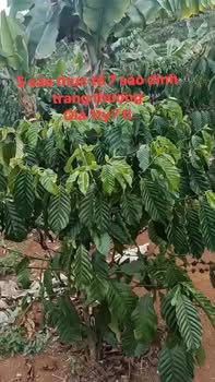 Bán Gấp 7000m² Đất Vườn Đinh Trang Thượng, Di Linh - Sổ Đỏ Riêng