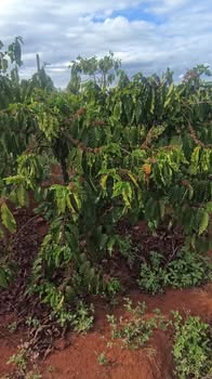 Bán Gấp 11.000m² Đất Đỏ Đức Cơ, Gia Lai - Sẵn Điện 3 Pha, Giếng Khoan