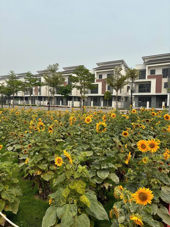 Đất nền Centa City Từ Sơn 120m² - Sổ đỏ sẵn sàng, giá đầu tư 8 tỷ