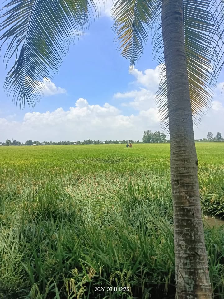 Bán 7200m² Đất Ruộng Kinh Doanh Xã Tân Hiệp B, Kiên Giang - Sẵn Sổ Đỏ