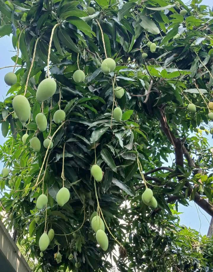 Đất 88m² Hẻm Thông Đường 26 Hiệp Bình Chánh - Giá 7.4 Tỷ