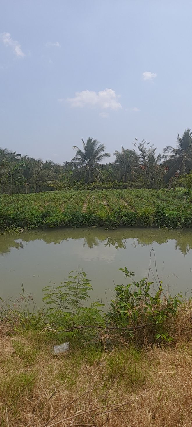 Bán Đất Vườn 1200m² Mặt Tiền Kênh Nhỏ Chợ Gạo, Tiền Giang - Giá 1.1 Tỷ