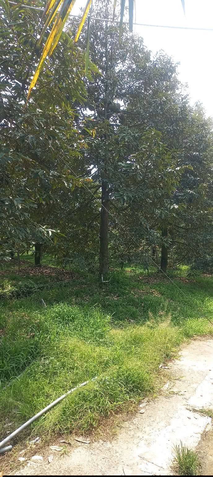 Đất Vườn Tiền Giang 900m² - Mặt Tiền Rộng, 20+ Cây Sầu Riêng, Giá 1.3 Tỷ