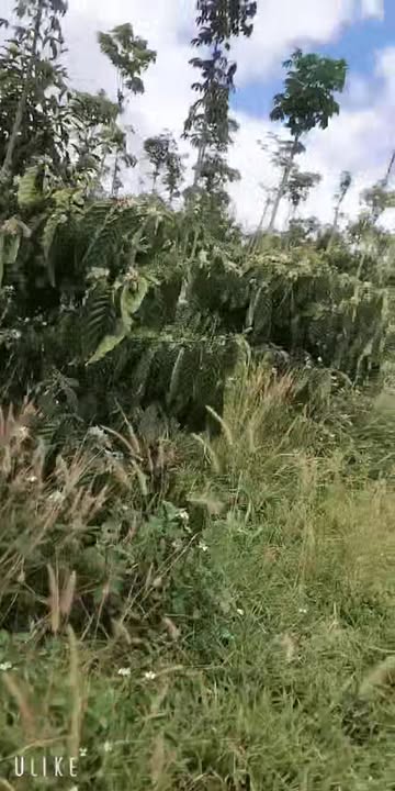 Đất Nông Nghiệp Đắk Song 25.000m² - Vườn Cà Phê, Tiêu Cho Thu Hoạch