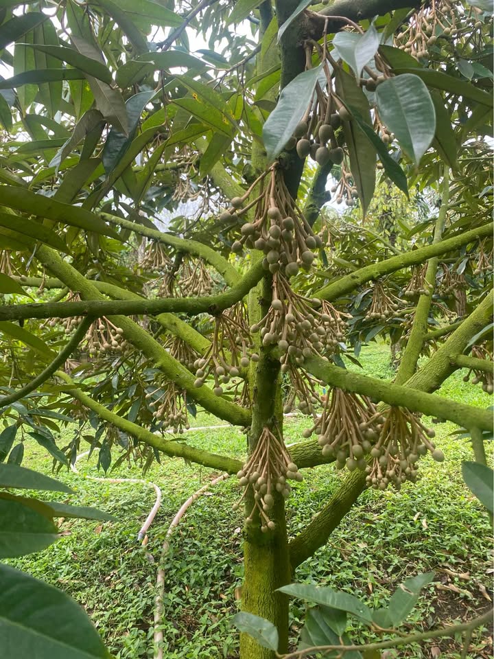 Bán Gấp Farm Sầu Riêng 3600m² Tại Ea Kar - 1.05 Tỷ