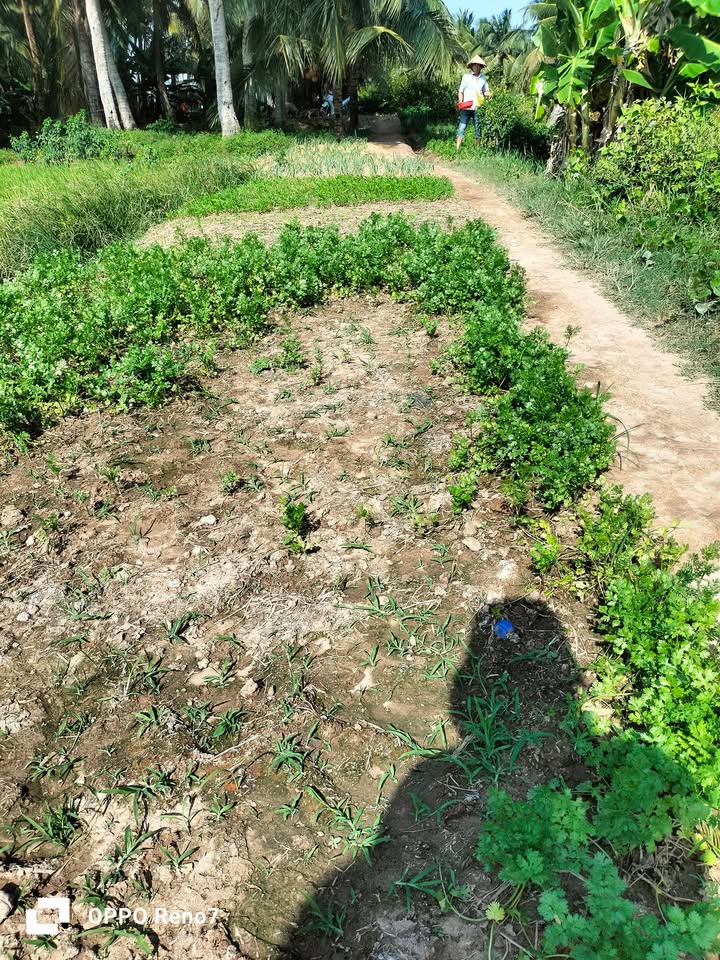 Bán Gấp 12.000m² Đất Ruộng Xã Hiếu Trung, Tiểu Cần, Trà Vinh - Giá Tốt