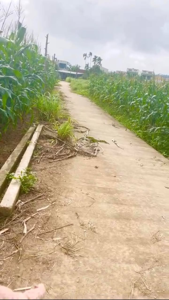 Đất Vườn Tịnh An 800m² - Sổ Đỏ Riêng, Giá 520 Triệu - Lý Tưởng Cho Nông Nghiệp Sạch