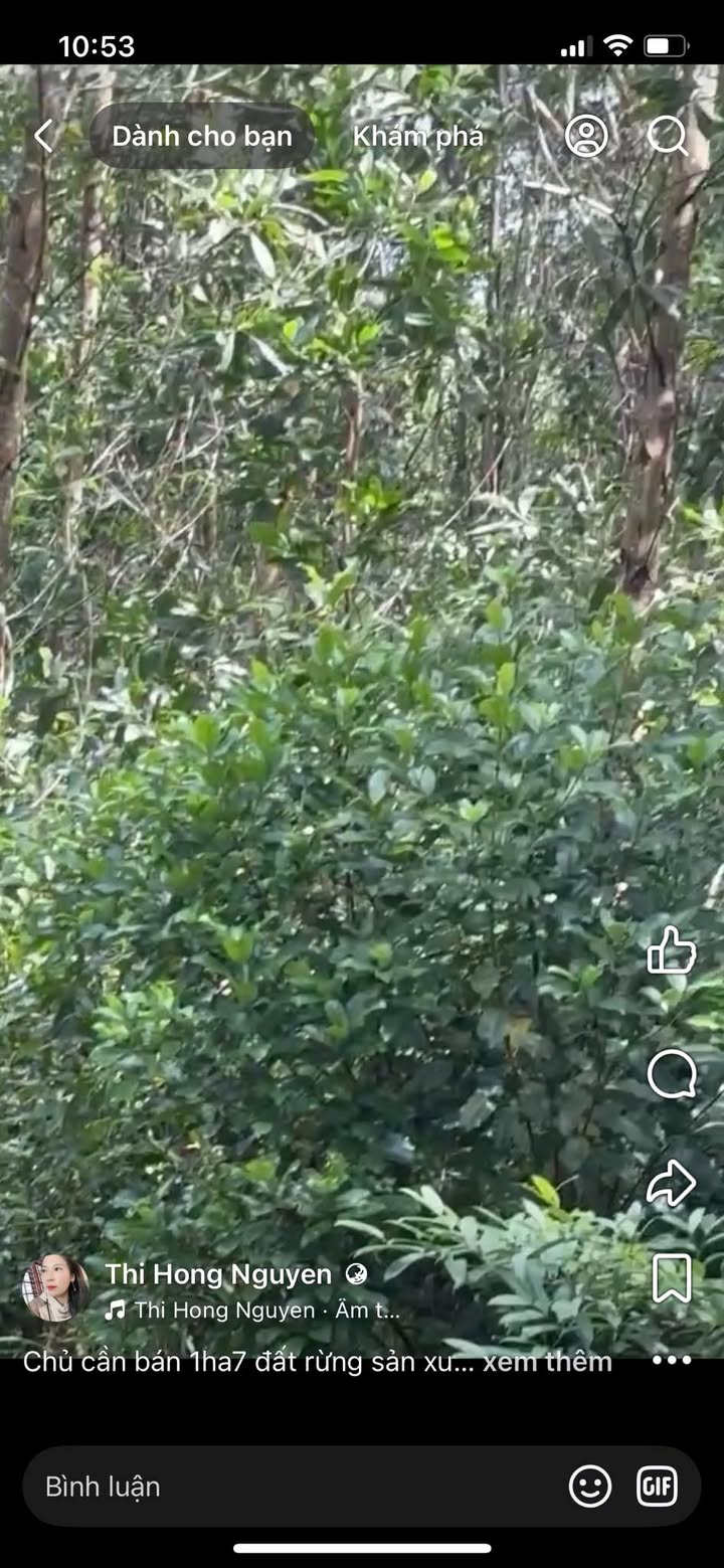 Bán 17000m² Đất Rừng Sản Xuất Cà Dy, Nam Giang - Giá Chỉ Từ 3xx Triệu