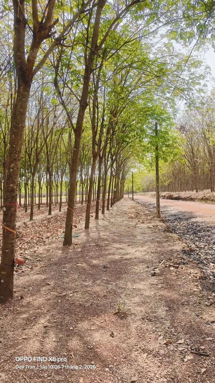 Bán Đất Cao Su Tiến Hưng, Bình Phước - 1.9ha, Mặt Đường, Giá Đầu Tư