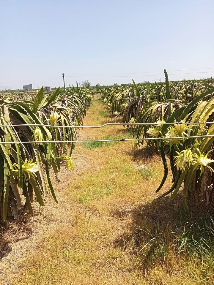 Bán Gấp 5 Sào Vườn Thanh Long Ruột Trắng - Hàm Minh, Bình Thuận