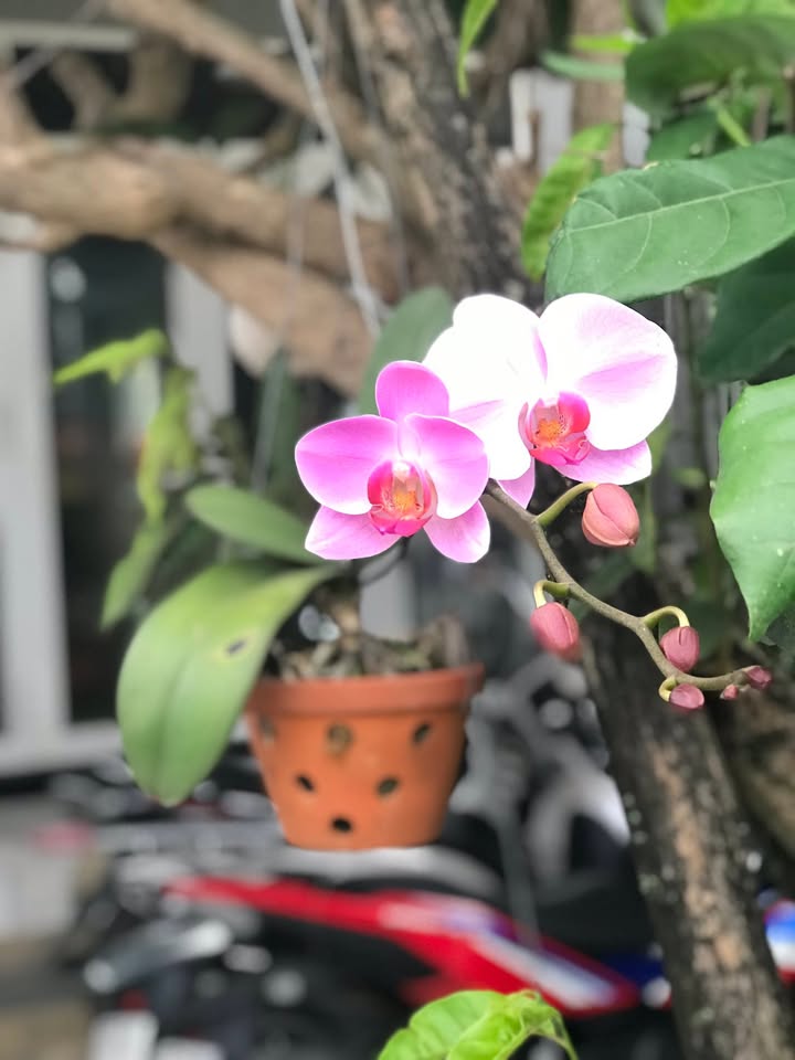 Bán Đất Nền TDC Nhơn Tân, An Nhơn - 150m² Giá 490 Triệu