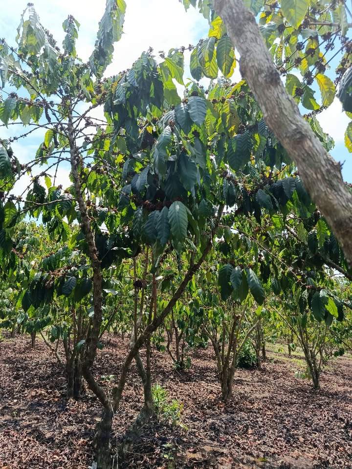 Bán Gấp 3.6 Ha Đất Vườn Lộc Phú, Bảo Lâm - Sổ Hồng Riêng