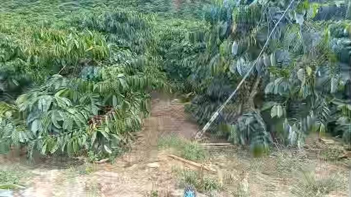 Đất Nền Lâm Đồng 1300m² - Vị Trí Đẹp, Giá Tốt