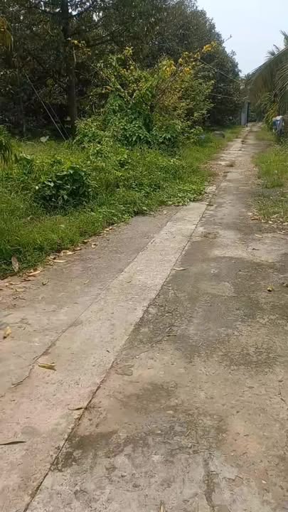 Đất Vườn 900m² Cái Bè - 20 Cây Sầu Riêng, Sổ Hồng, Giá 1.3 Tỷ